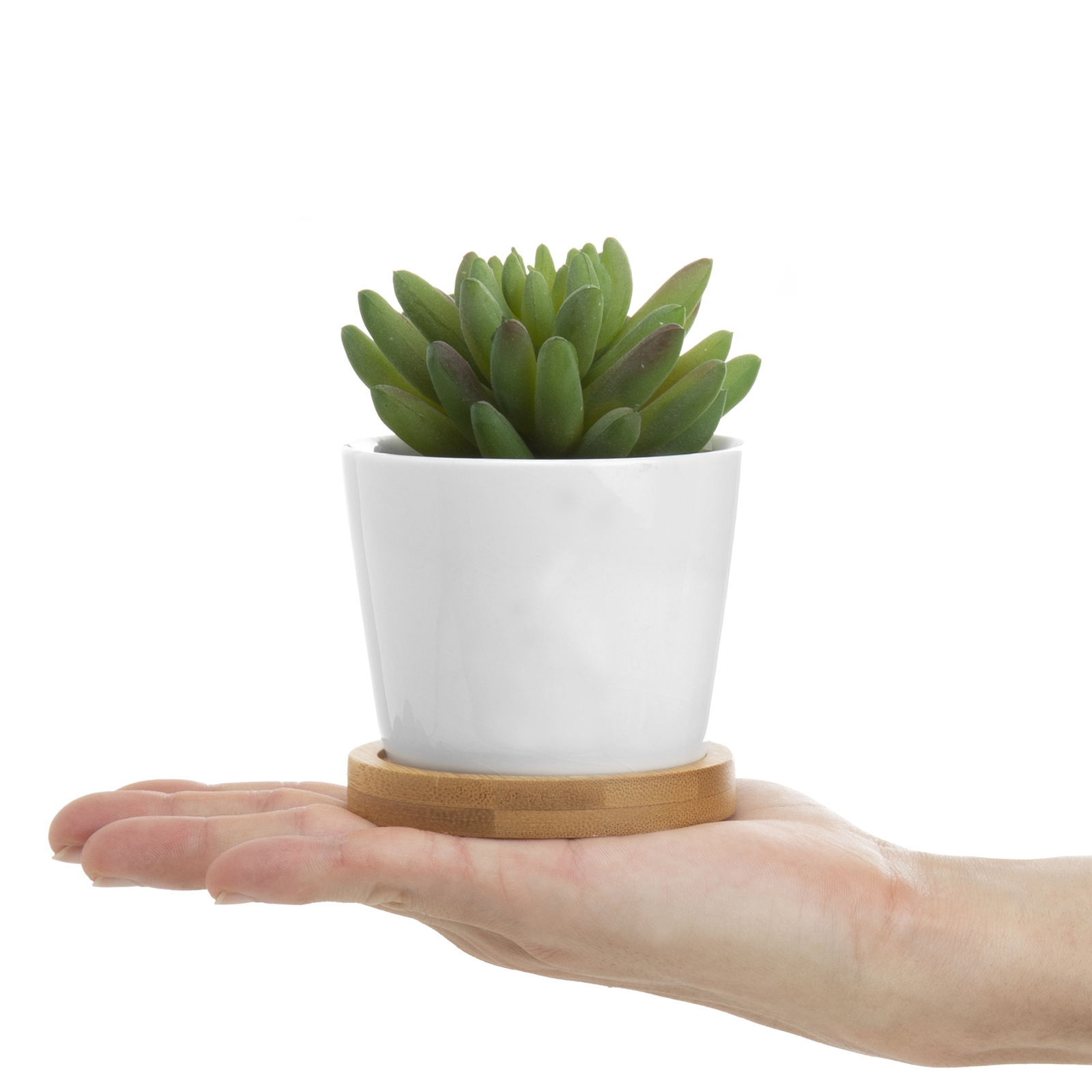 Decorative Faux Succulent Plants in White Ceramic Pots w/Bamboo Saucer, 3 Pots