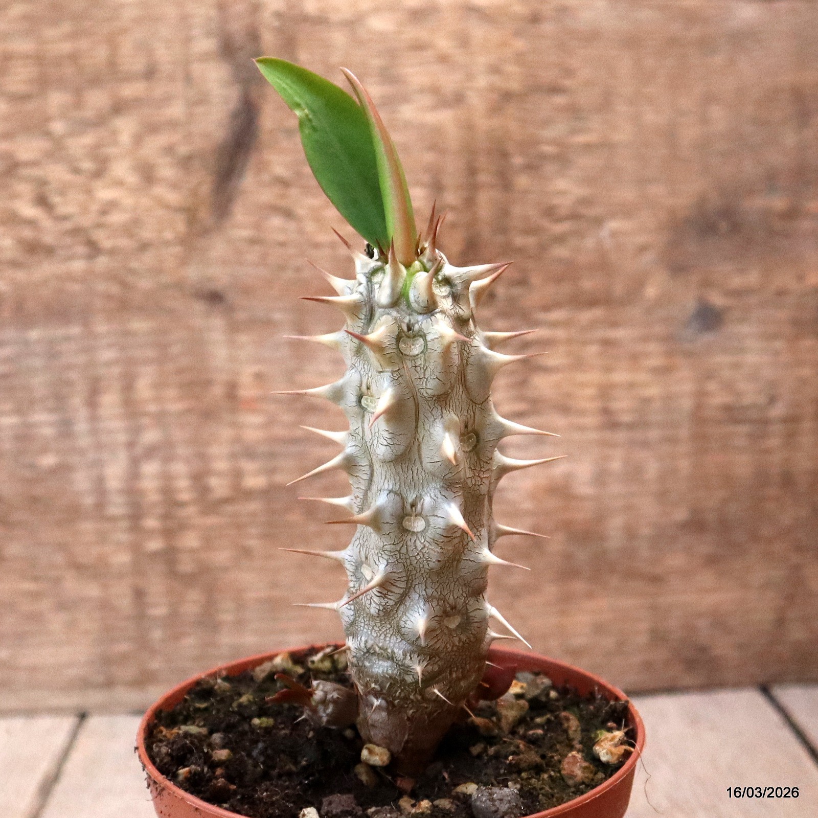 D8023 EUPHORBIA VULCANI pot10-H11-W4 cm MaMa Cactus