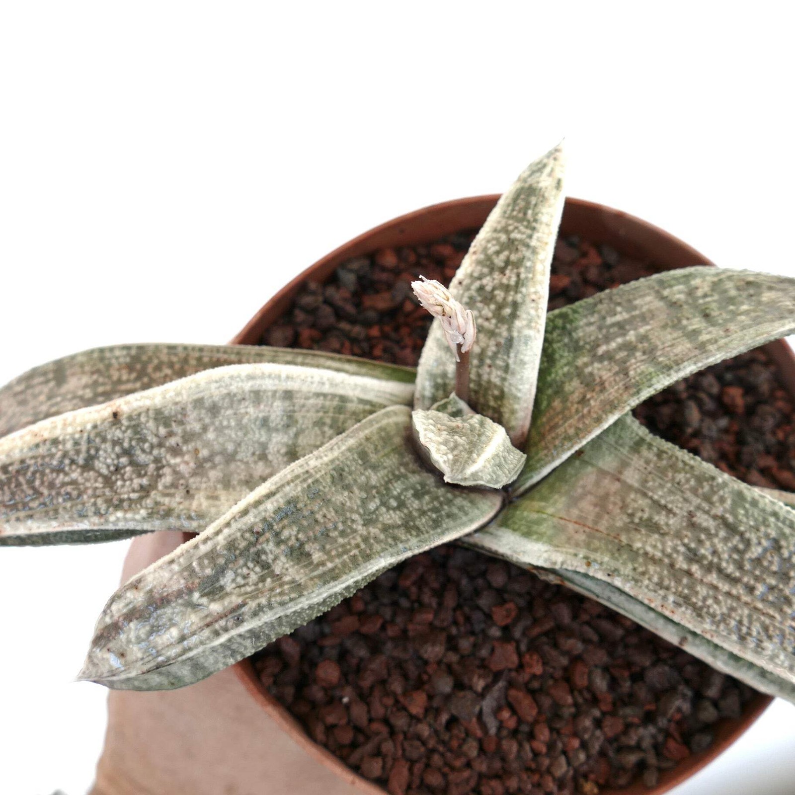 Gasteria batesiana VARIEGATED cv. ‘ White Carrara Marble’ – Bates’ gasteria | Ox