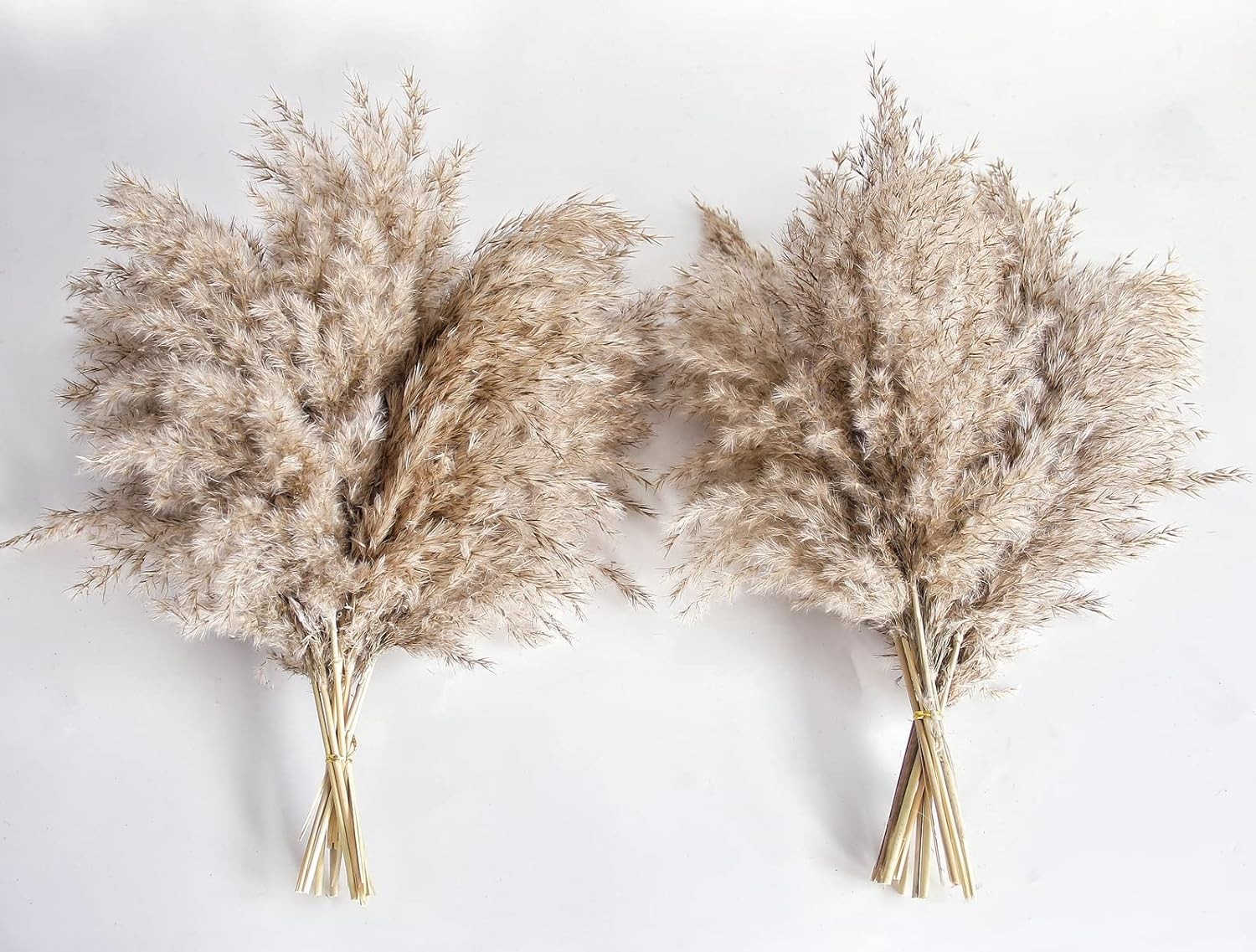 Pampas Grass Decor, Natural Dry Small, Short 20-Nature, Brown