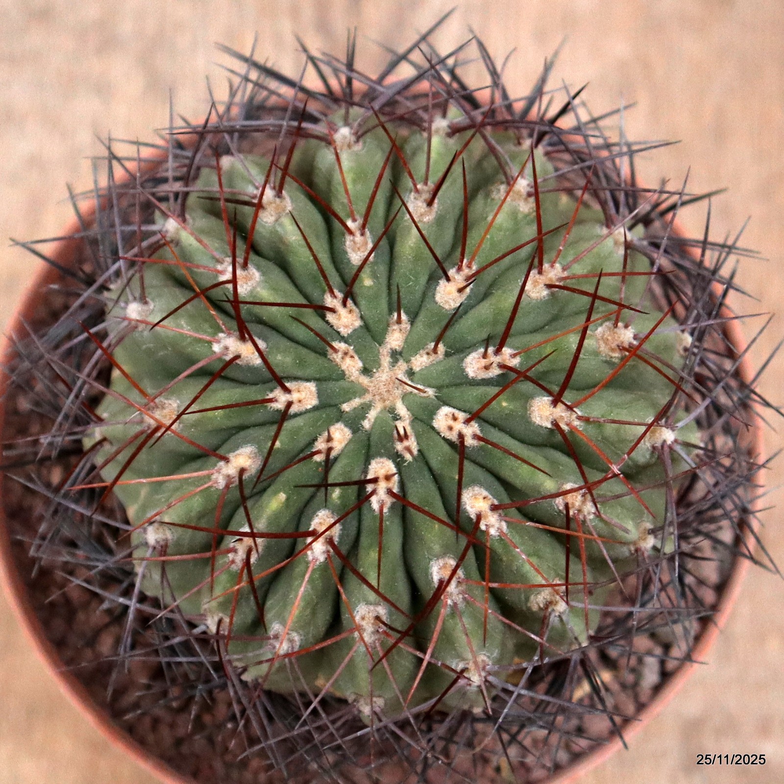 D7475 DENMOZA RODACANTHA pot16-H14-W11 cm MaMa Cactus