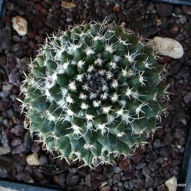 A5090 MAMMILLARIA CONFUSA B 202 pot10-H6-W7 cm MaMa Cactus