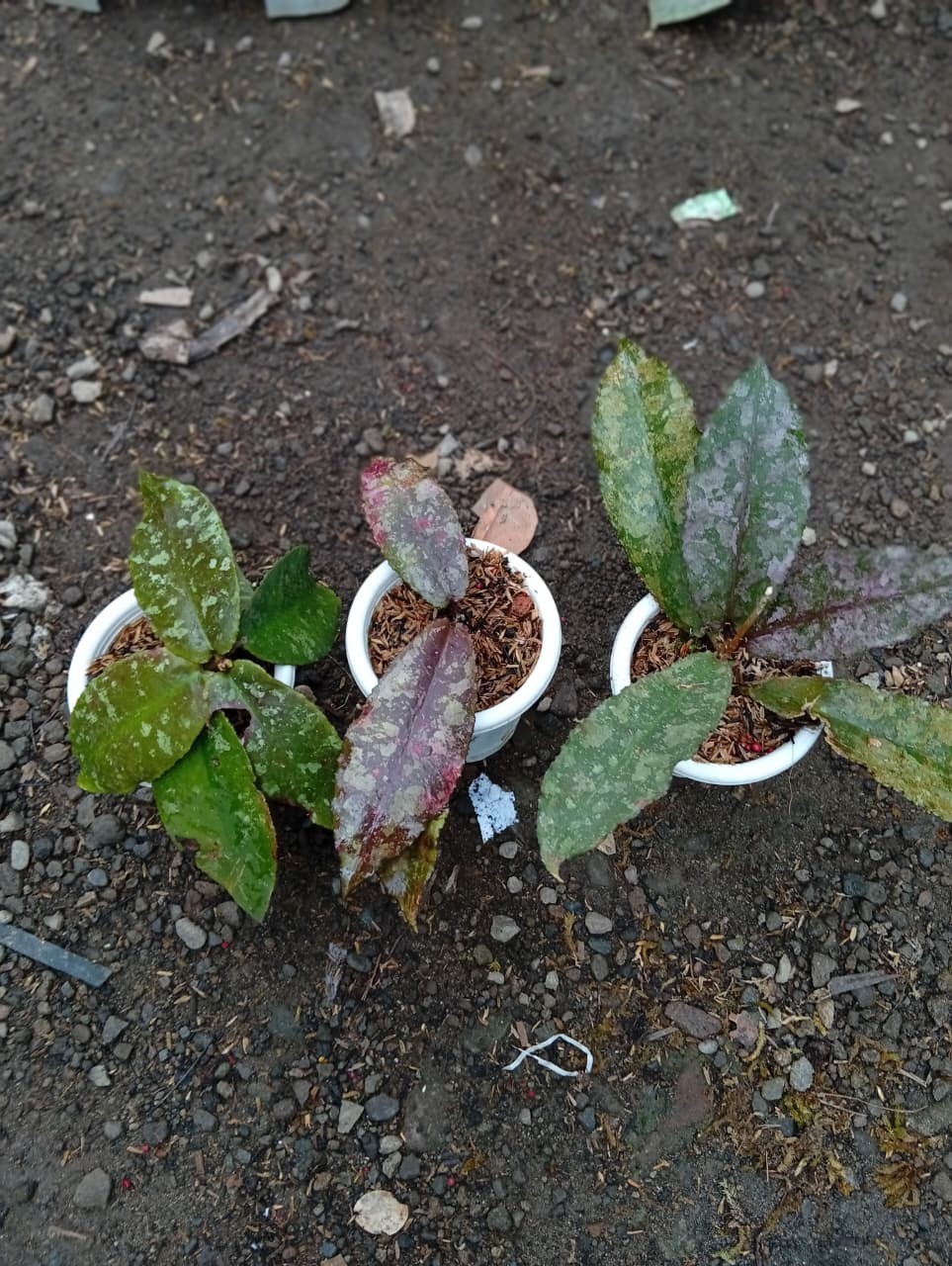 Real Picture Hoya Undulata Red Splash