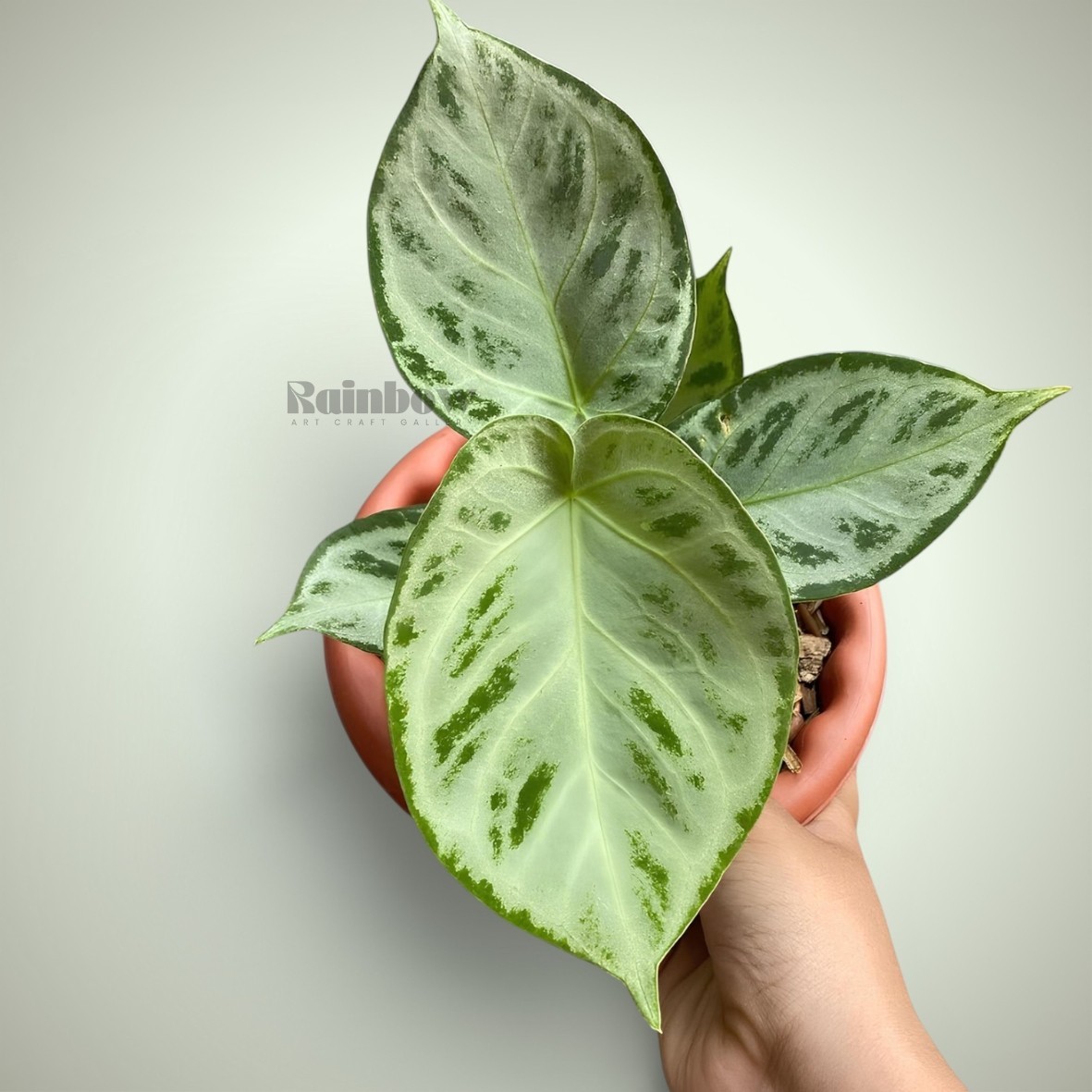 Anthurium Silverchrome Ornamental Plant