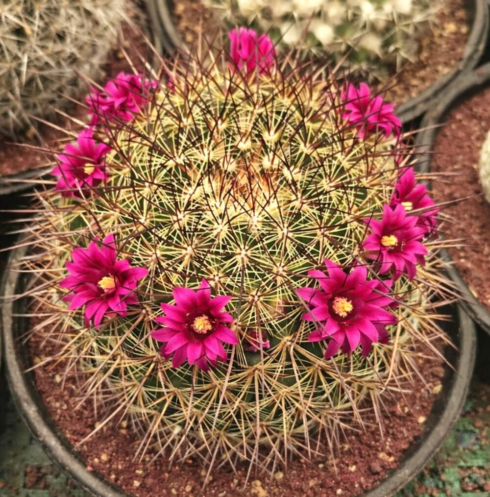 Mammillaria ochoterenae SEEDS – Rare Cactus SEEDS