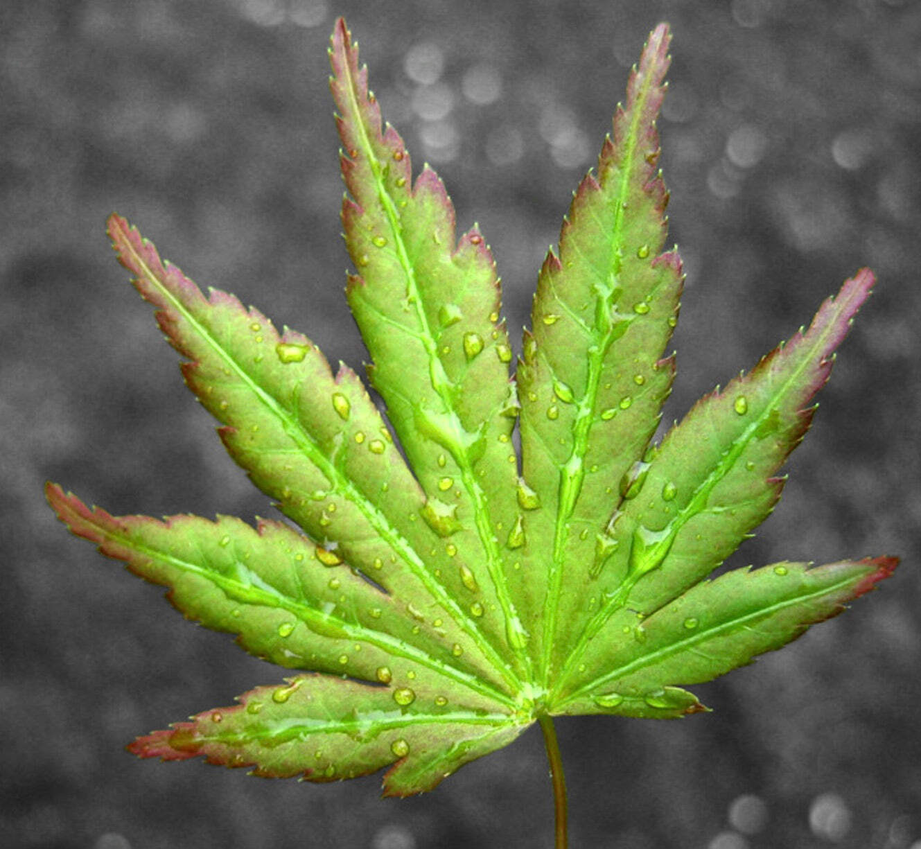 Acer palmatum polymorphum cv ‘Midori’ 緑 – Midori 緑 Japanese Maple