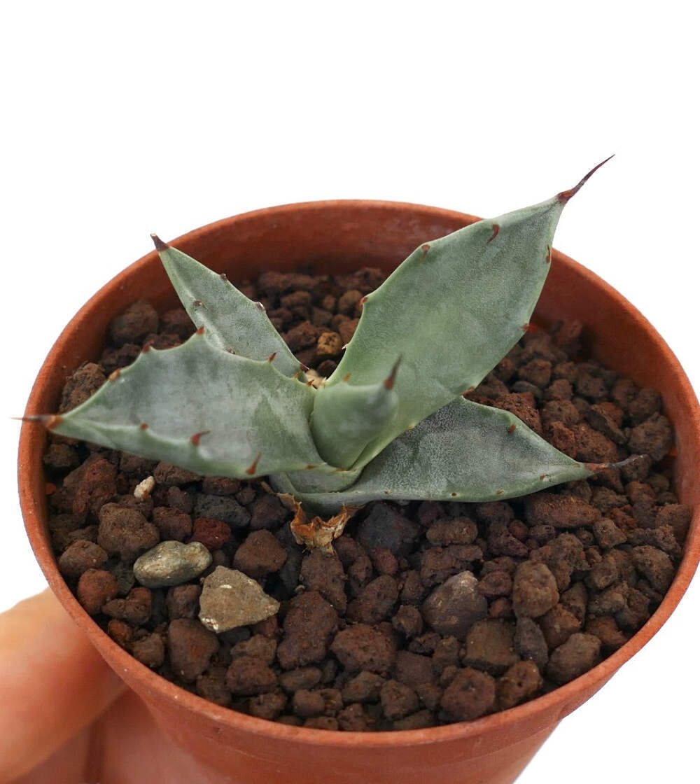 Agave colorata SELECTED C249 – Mescal Ceniza | Ash Agave