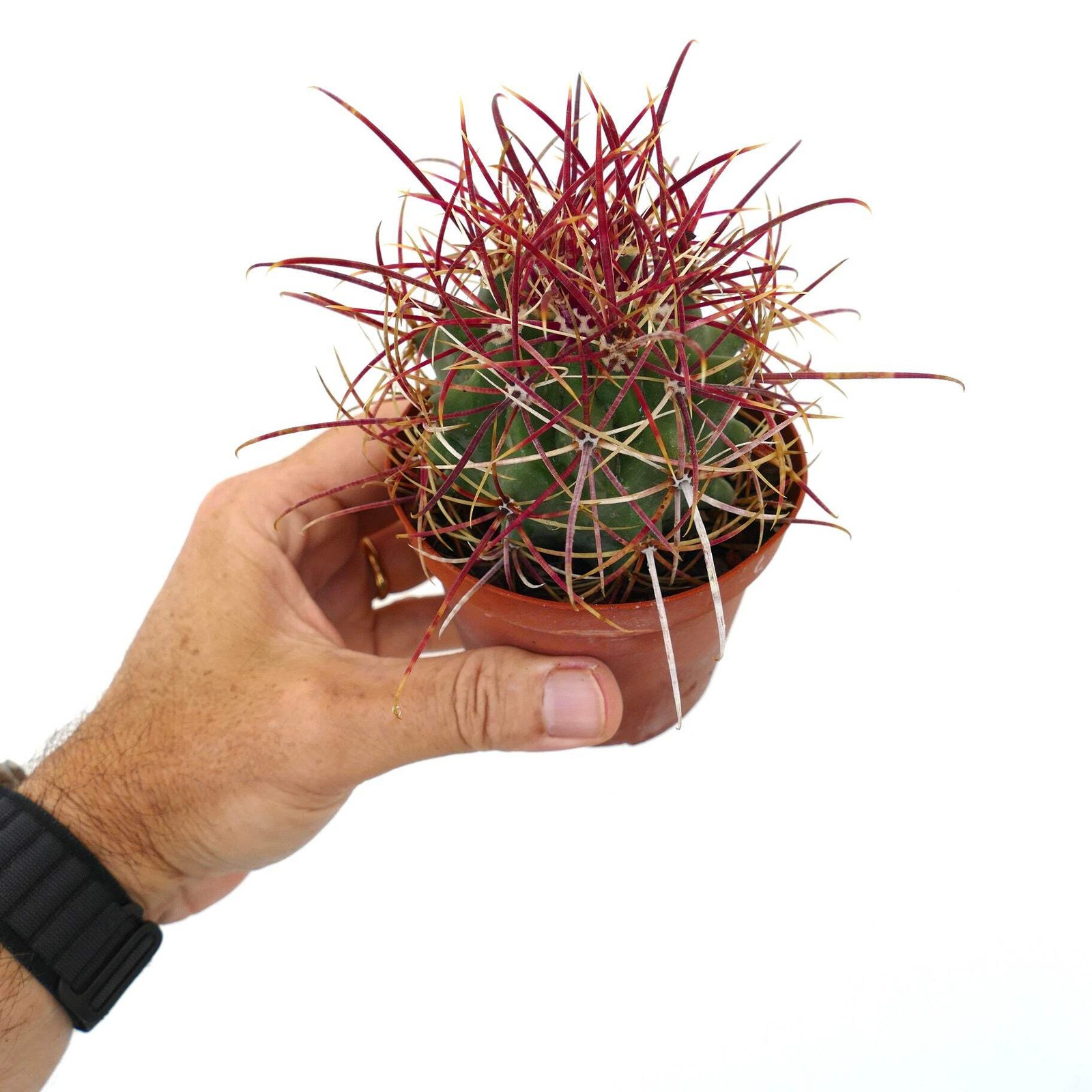 Ferocactus cylindraceus var. lecontei SELECTED 202 – California barrel cactus |