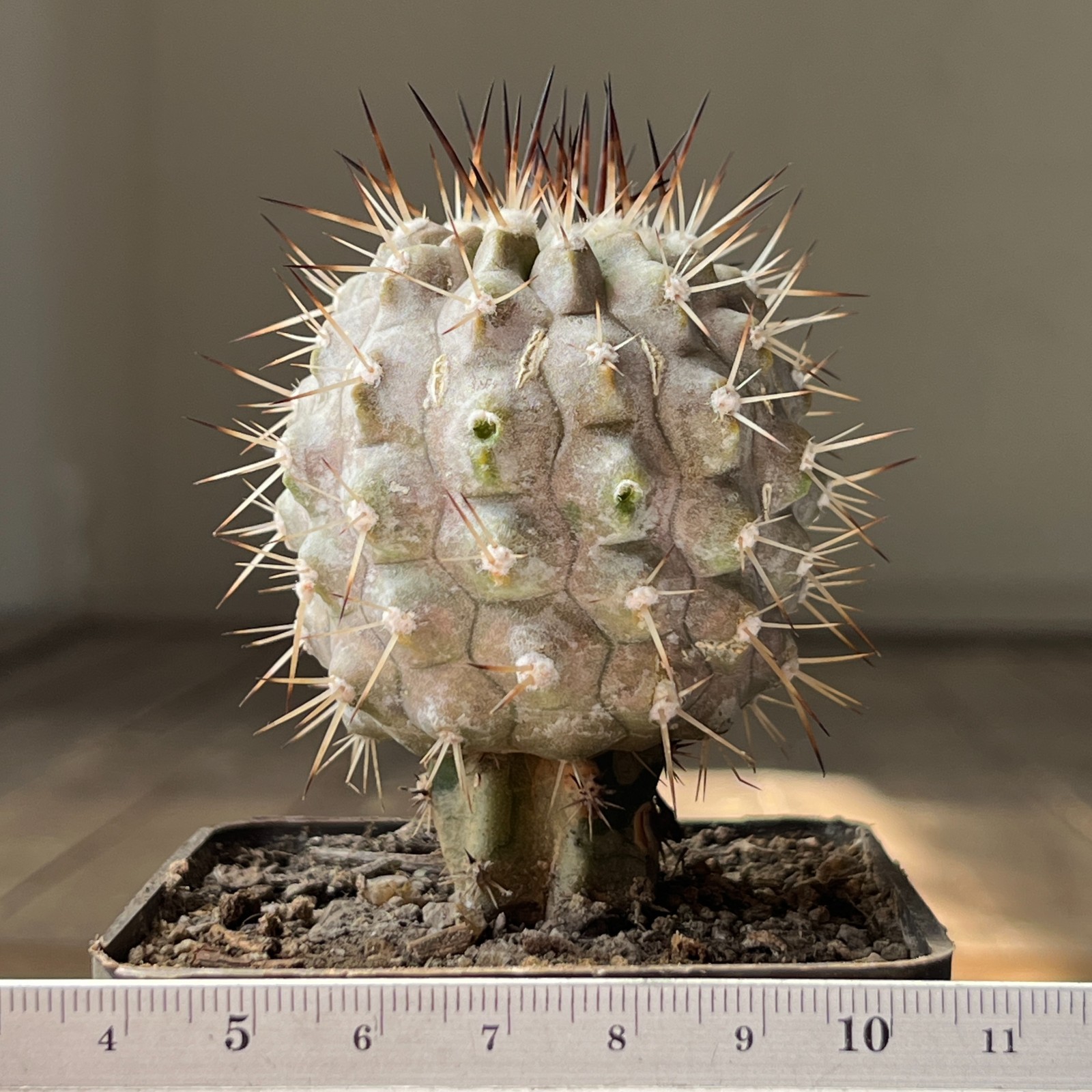 A18-2023 Copiapoa cinerea v. albispina, f. glassy, CHKP & jb2144, El Buitre 61m