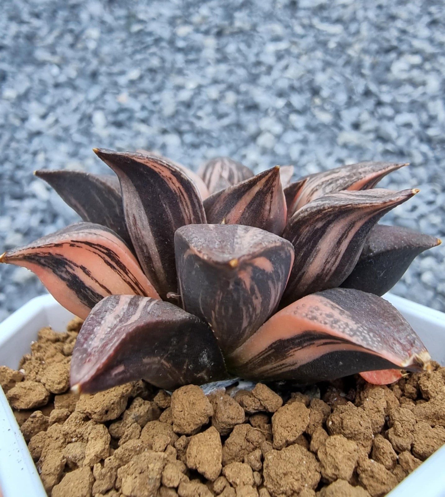 ็Haworthia Splendens Lady Rose Variegated Rare Live Plant_Succulents_EU Seller