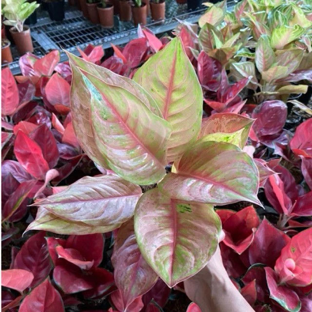 Real Picture Aglaonema Light Of Diamond Beautiful Rare Plant