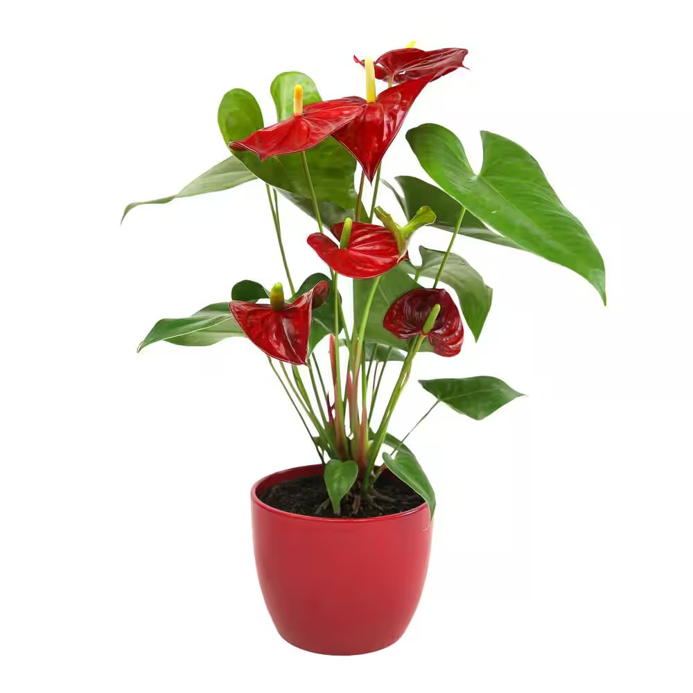 6 In. Red Flamingo Flower (Approximately 20 In. Tall) Decorative House Plant Gif