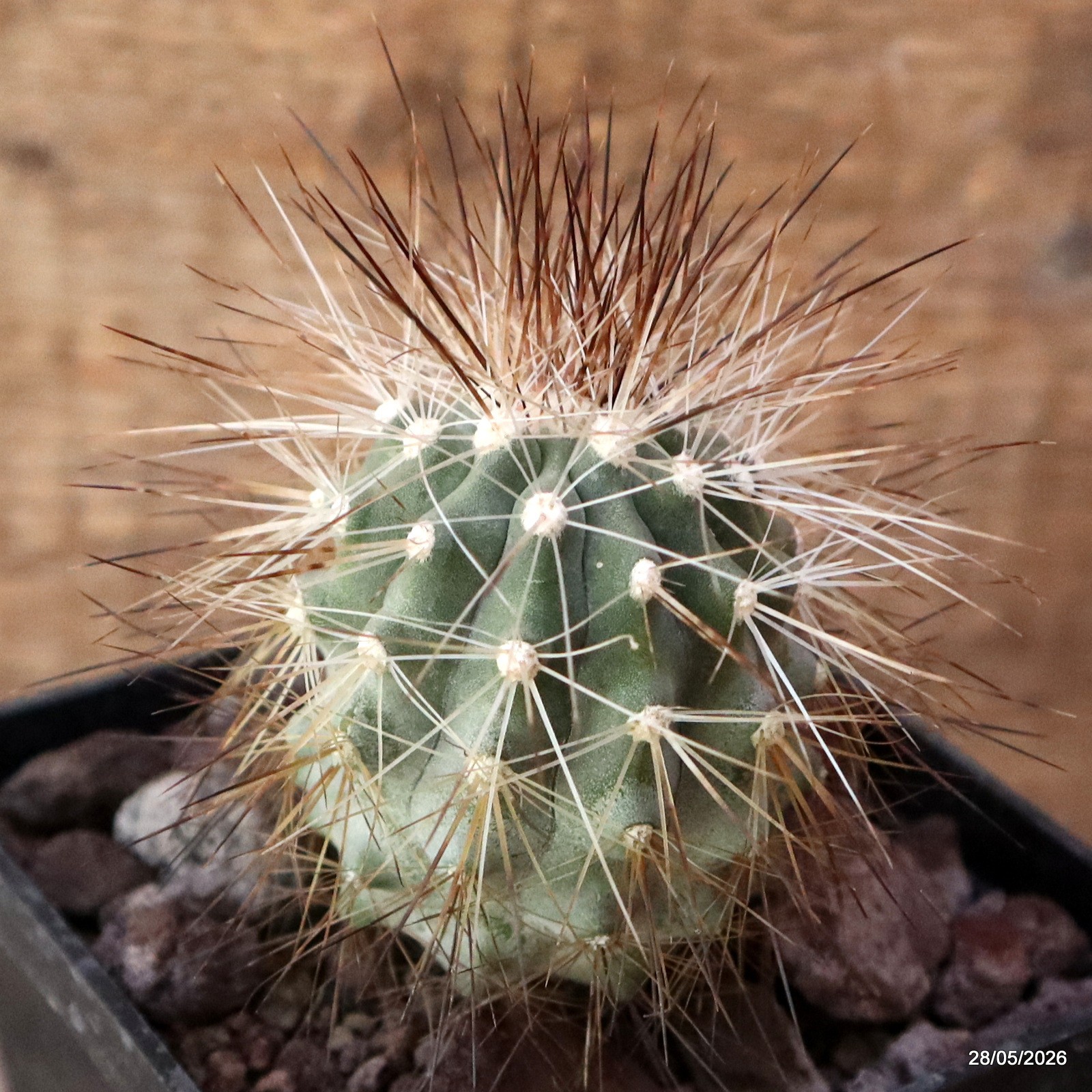 D3386 COPIAPOA KRAINZIANA V. SCOPULINA pot10-H7-W6 cm MaMa Cactus