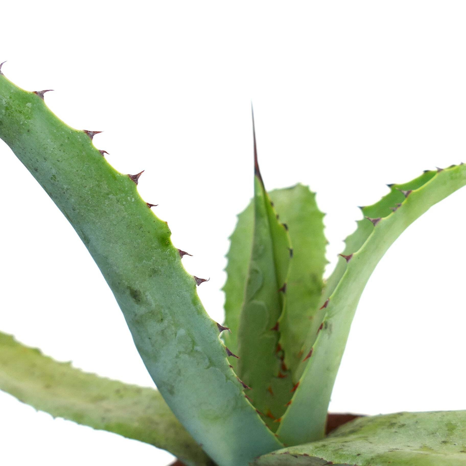 Agave americana X applanata – Century plant hybrid | American agave hybrid