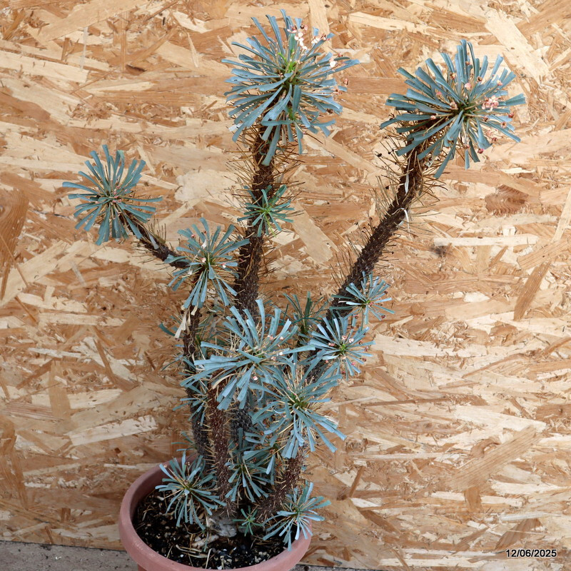 D4592 EUPHORBIA MULTIFOLIA pot25-H72-W32 cm MaMa Cactus