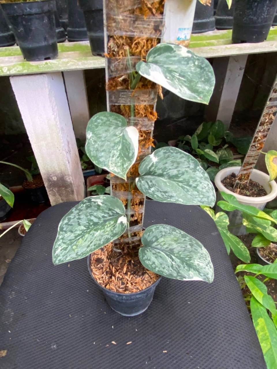 Scindapsus acintya, Rare Variegated, Real Picture, Aroid Houseplant