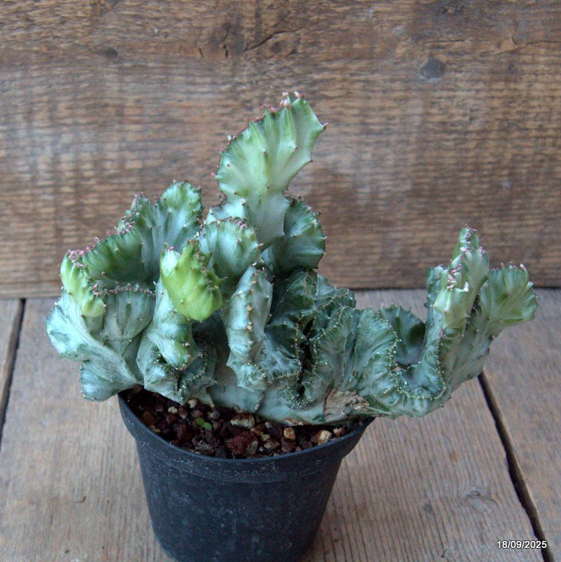 D6502 EUPHORBIA LACTEA CRESTED VARIEGATED pot10-H15-W19 cm MaMa Cactus
