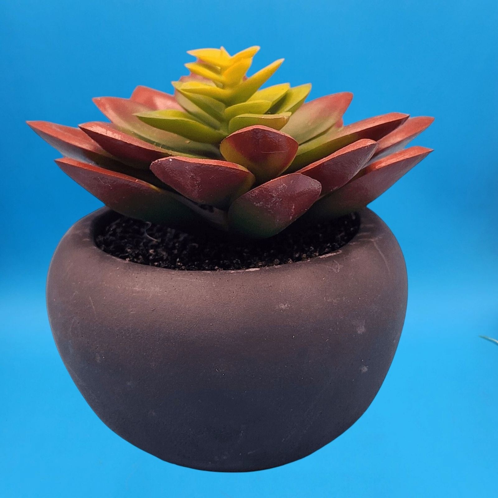 Faux Succulent Plant In Matte Black Round Pot Home Decor House Plant Office