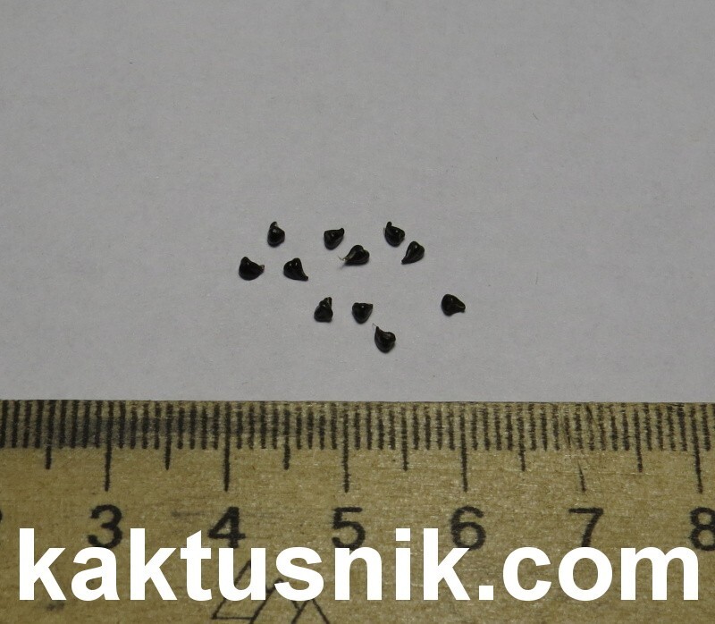 Frailea mix 100seeds harvest 2024