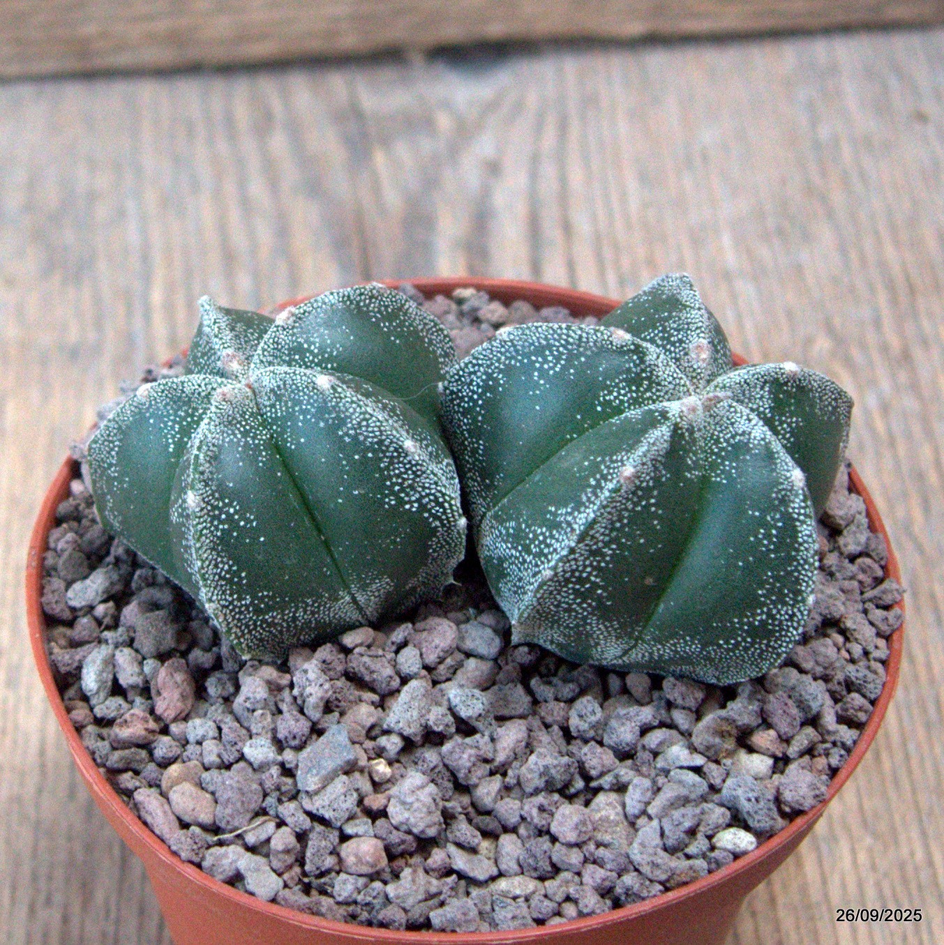D6695 ASTROPHYTUM MYRIOSTIGMA DICHOTOMIC pot10-H5-W9 cm MaMa Cactus