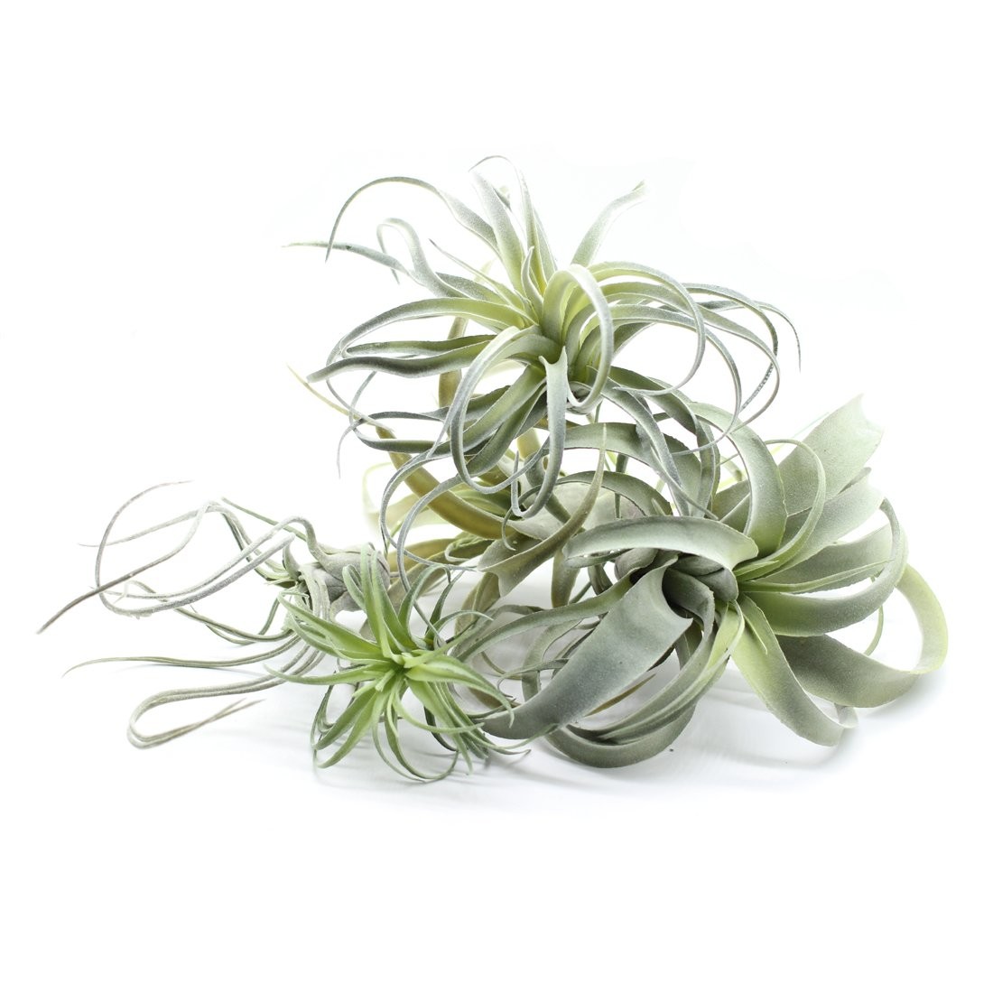 5PCS Artificial Flocking Tillandsia Plants Faux Succulents Bromeliads for Ind…
