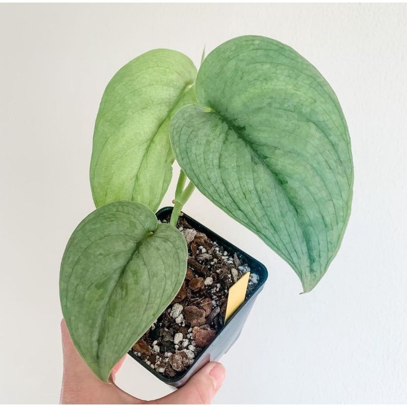 Scindapsus silver hero, Rare Variegated, Real Picture, Aroid Houseplant
