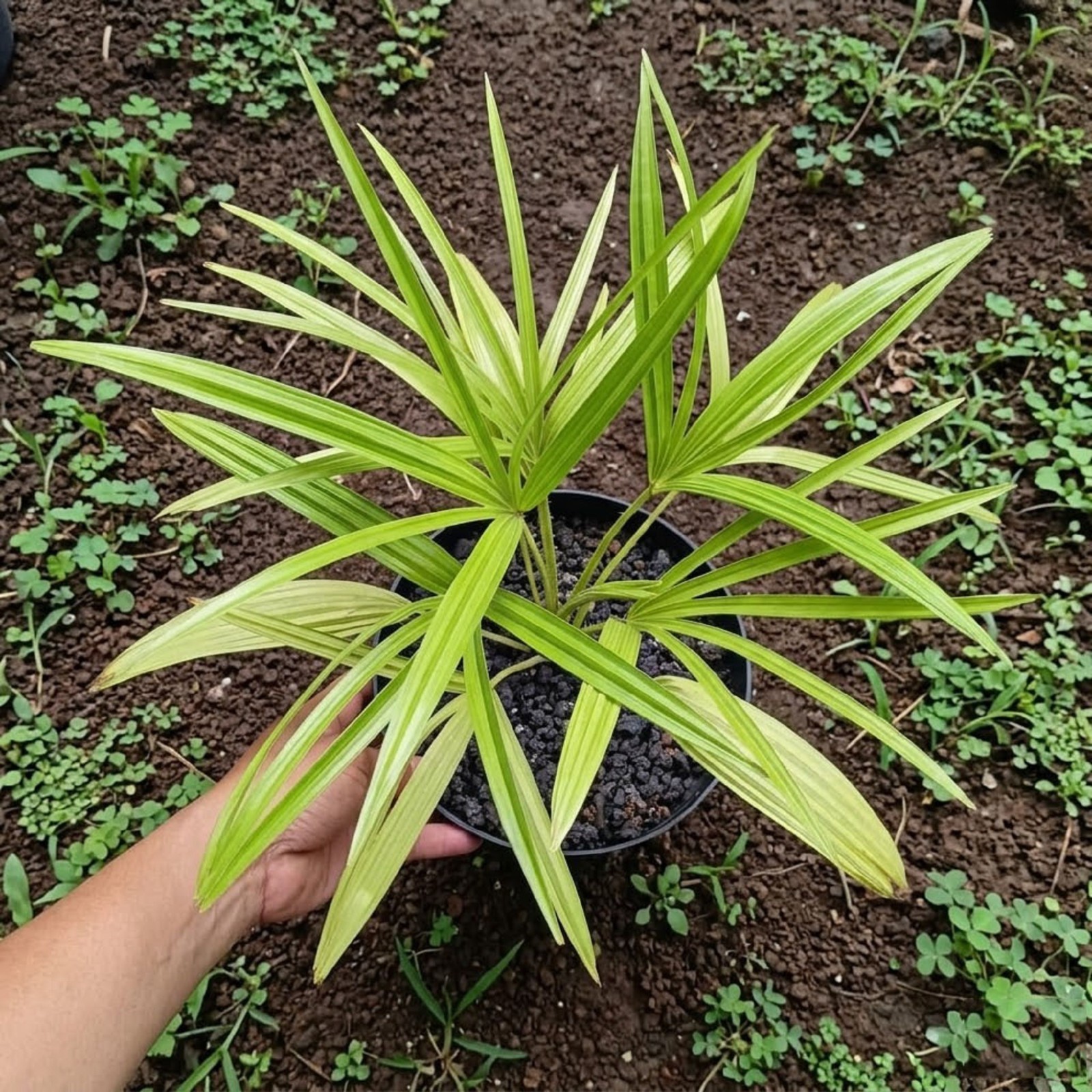 Livistona Benthamii Golden Palm Rare Golden Fan Palm Green Tropical