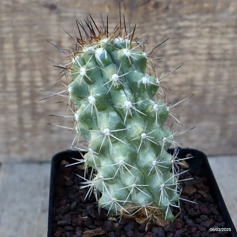 A4104 COPIAPOA HUMILIS V. LONGISPINA pot9-H11-W5 cm MaMa Cactus