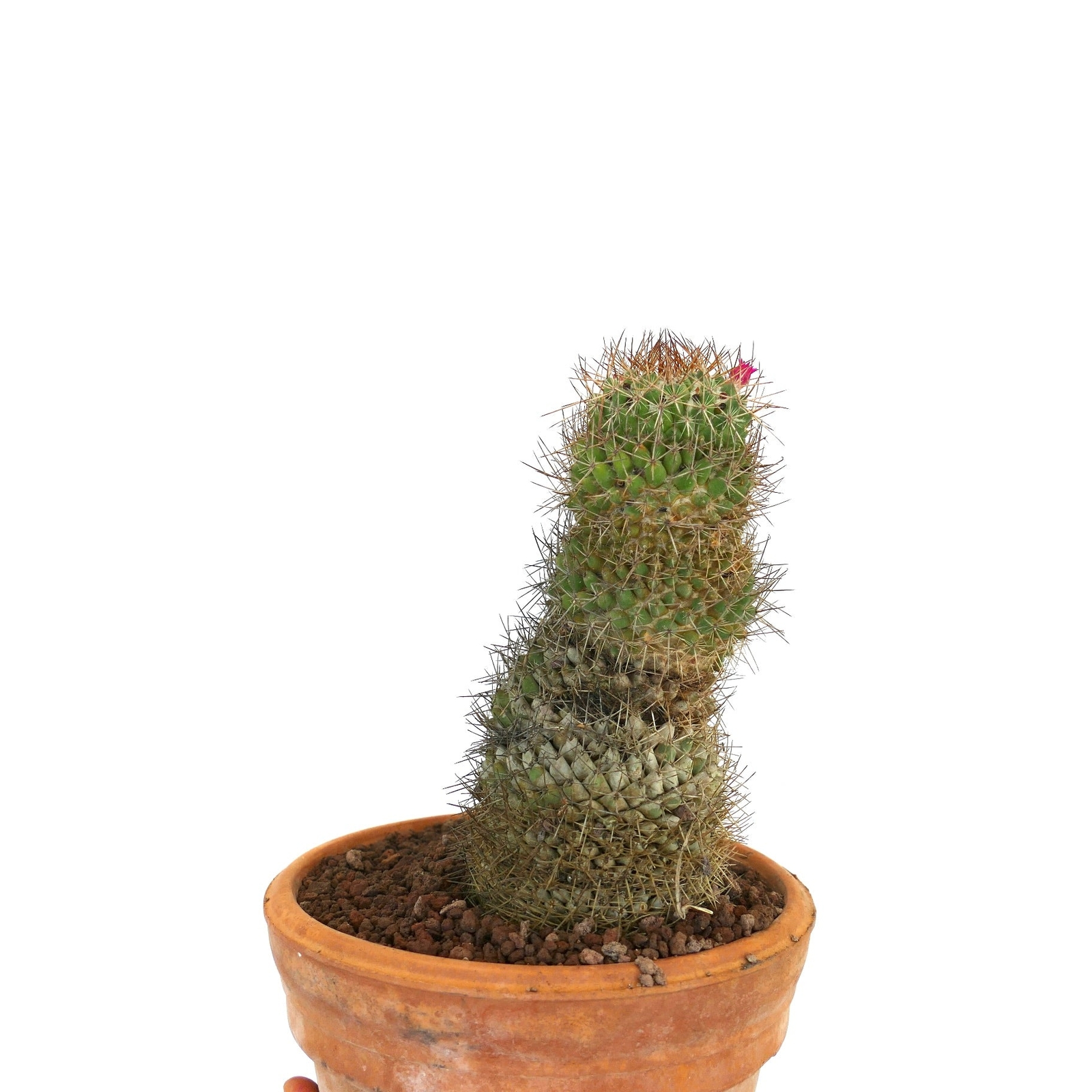 Mammillaria ingens –