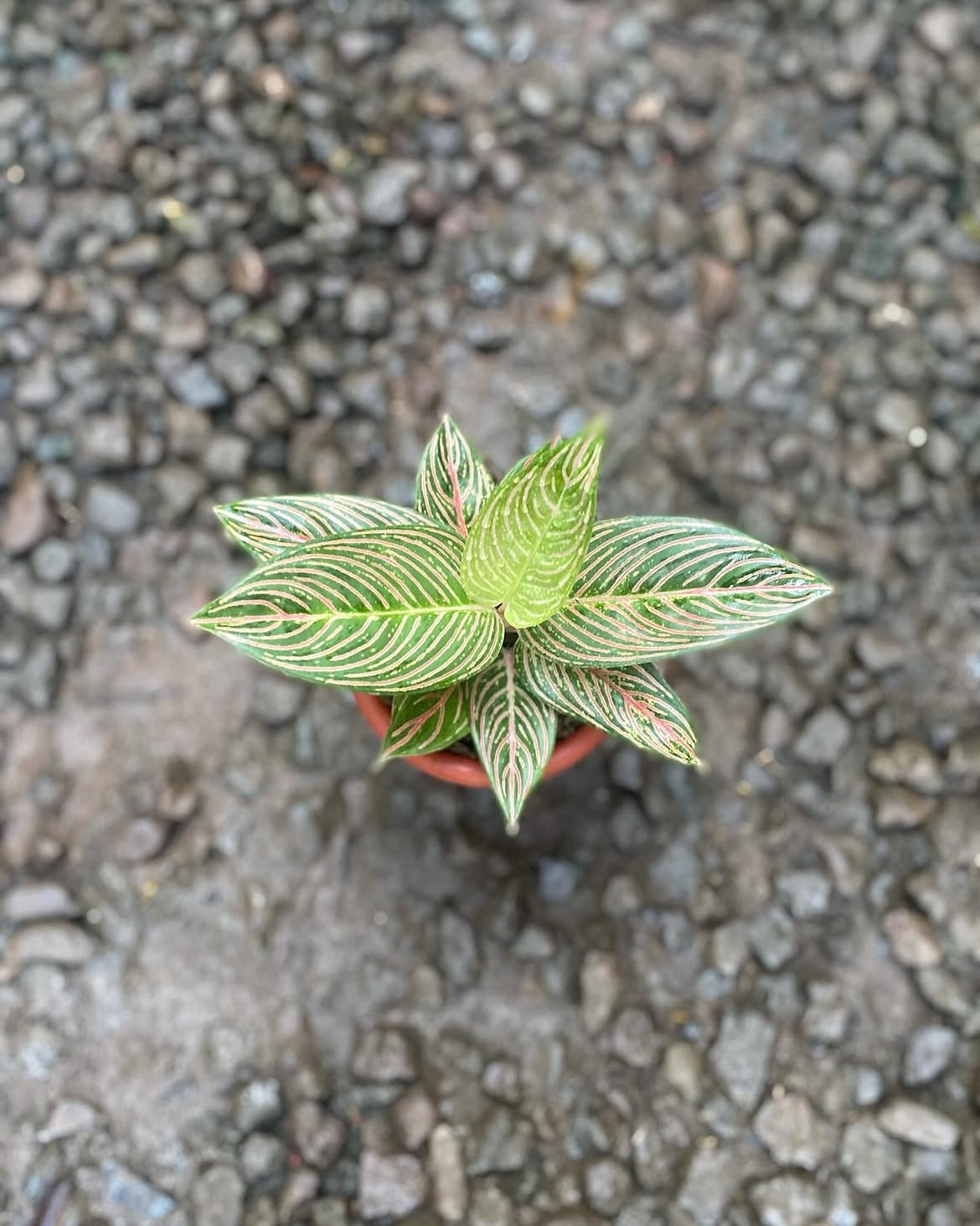Aglaonema Golden Hope Large Size Real Picture