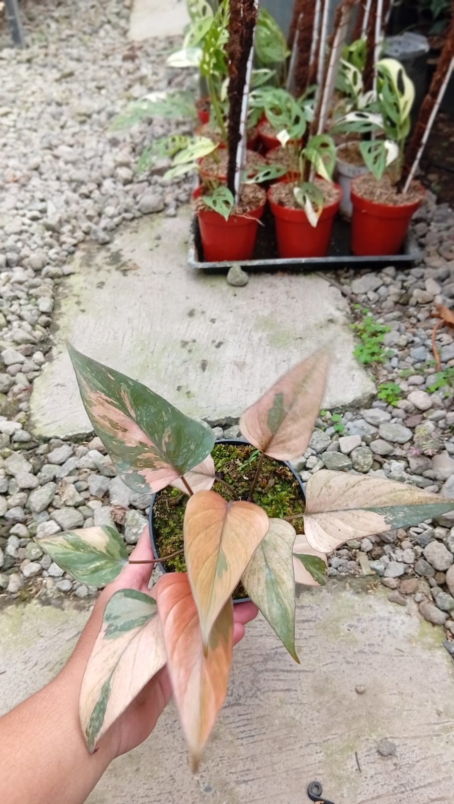 Real Picture Homalomena Pink Peach Diamond Variegated