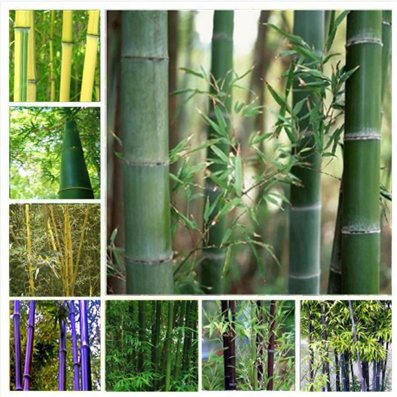 Giant Bamboo Seeds Perennial evergreen Grows Edible Bamboo shoots 100Pcs