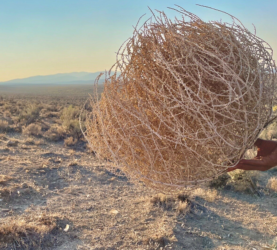 Tumbleweeds ! BEST and FULL LARGE Size! 16”-19” Natural Western Decor Nevada USA