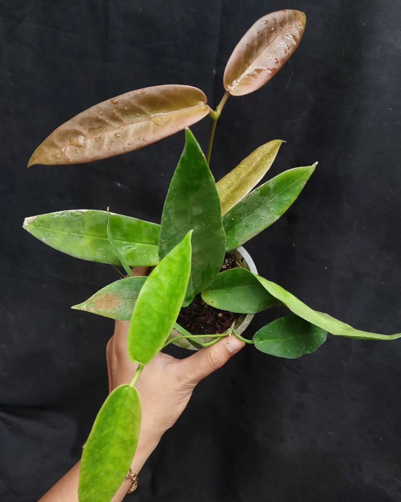Hoya archboldiana pink Rare Variegated, Real Picture, Aroid Houseplant