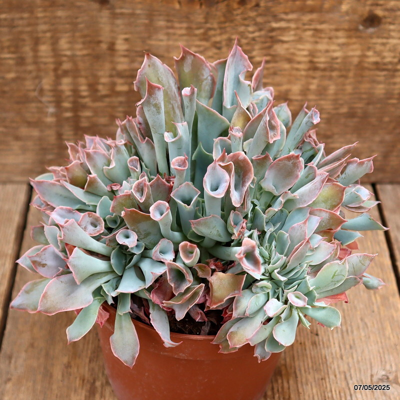D3950 ECHEVERIA TRUMPET PINKY pot14-H14-W18 cm MaMa Cactus