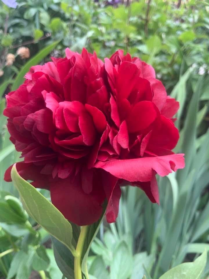 Peony Plant Root “Chaklunka” ( Gorobets) ,with 3-5 eyes