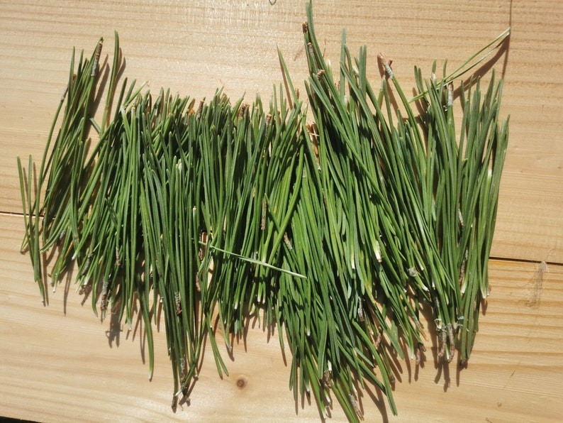 Pine needles, Fresh Organic, Eco Friendly, Nordic