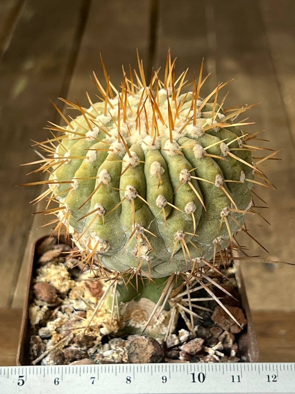 A44-4286 Copiapoa columna-alba, JN1681, Esmeralda – NP Pan de Azucar, grafted