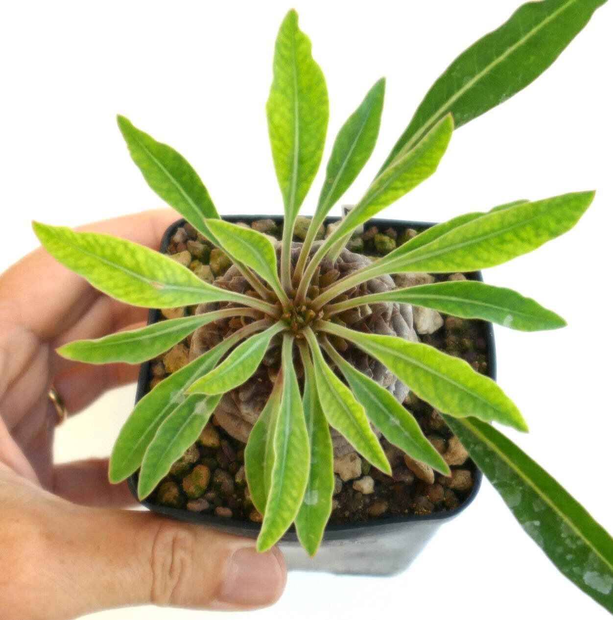 Euphorbia bupleurifolia MALE specimen – caudex succulent