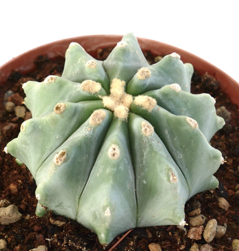 Ferocactus glaucescens cv URASAKI (DLU88) – Glaucous barrel cactus | Blue barrel