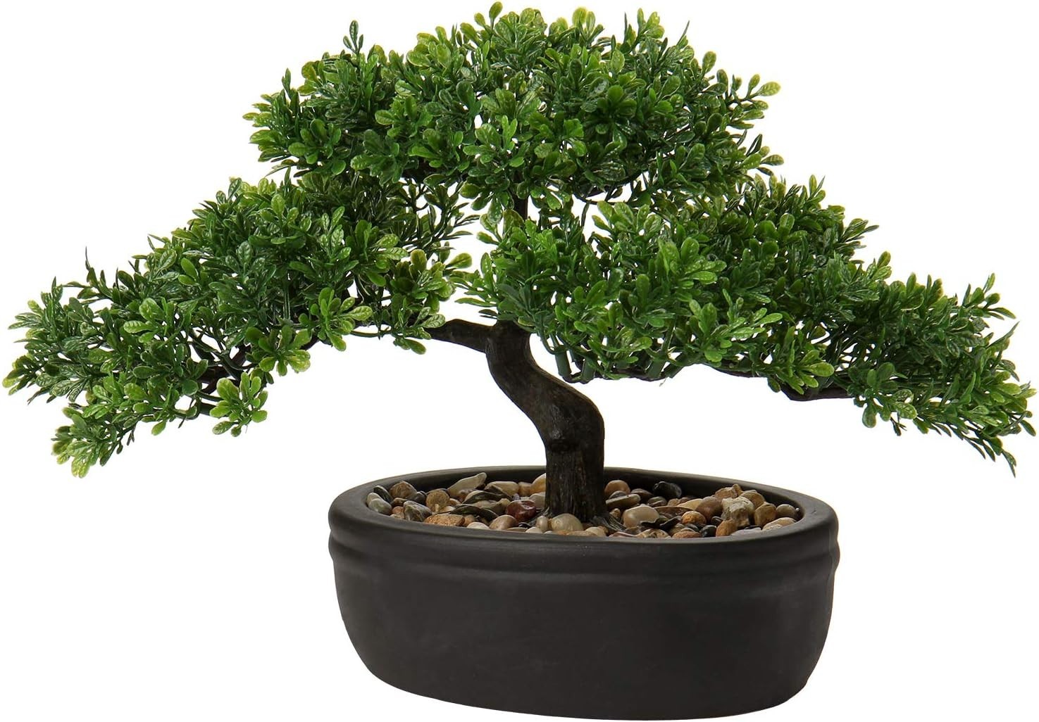 Indoor Bonsai Tree Juniper with Ceramic Pot/-