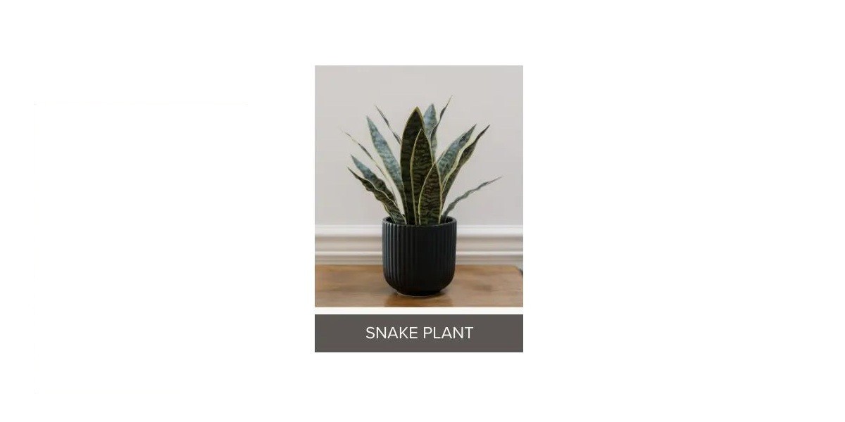 CGH Faux Decorative Plant 3Pk Planter Snake Fern Prayer Plant Zero Maintenance
