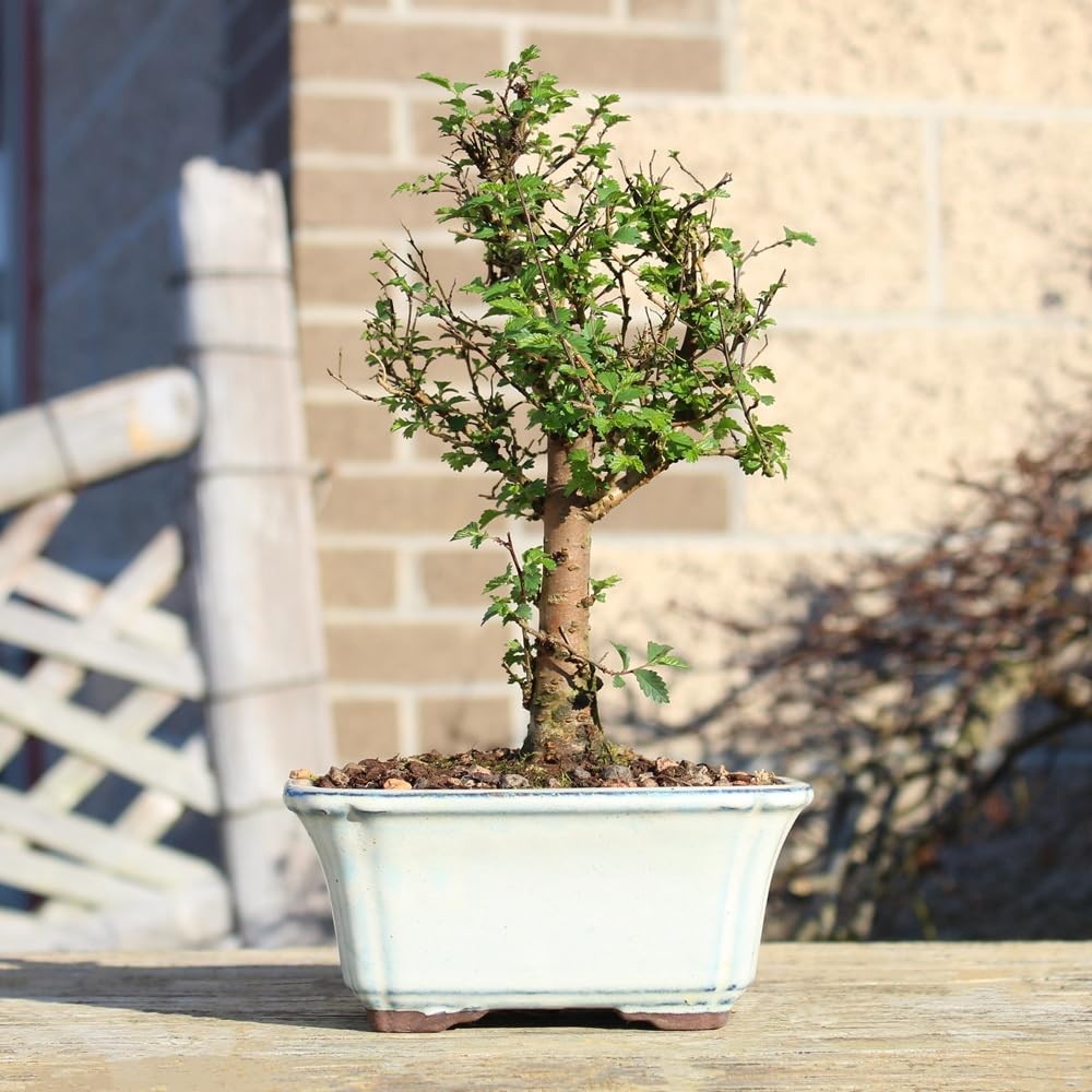 Brussel’s Bonsai Live Chinese Elm Tree, Outdoor – Small, Green