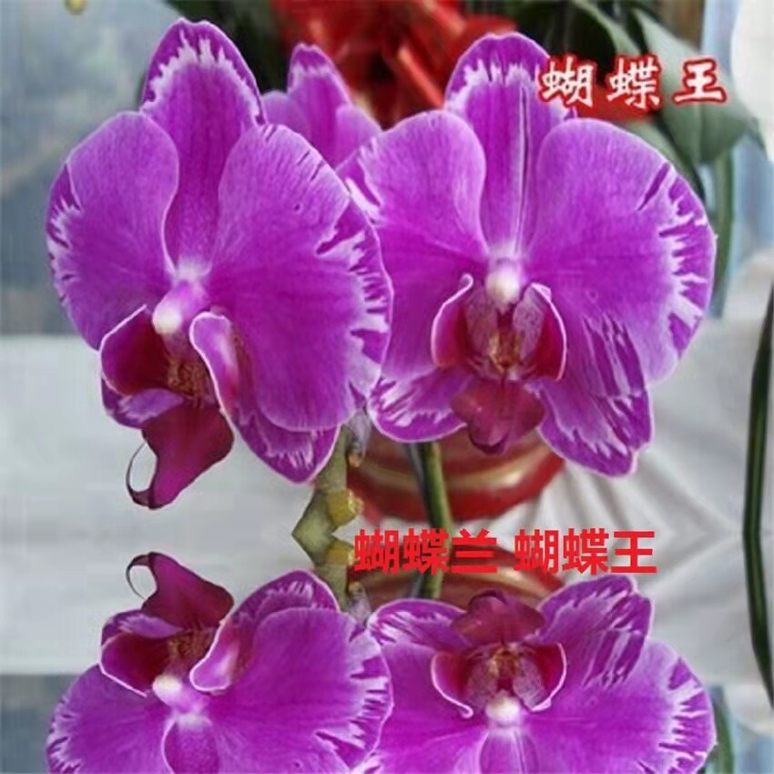 Phalaenopsis Moth Orchids Flower Seeds Multiple Color 100pcs/pack