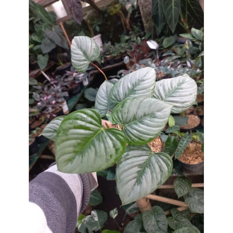 Philodendron Sodiroi Unique Live Tropical Exotic Plant Rare PL128