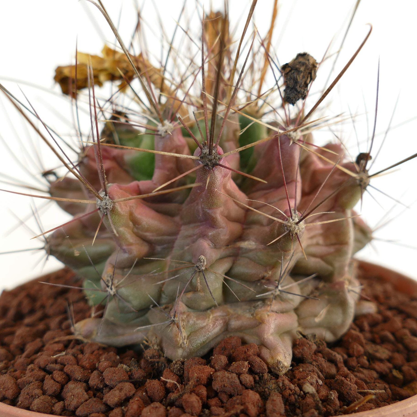 Ferocactus hamatacanthus UNUSUAL RIBS FORMS – Texas barrel cactus | Hooked barre
