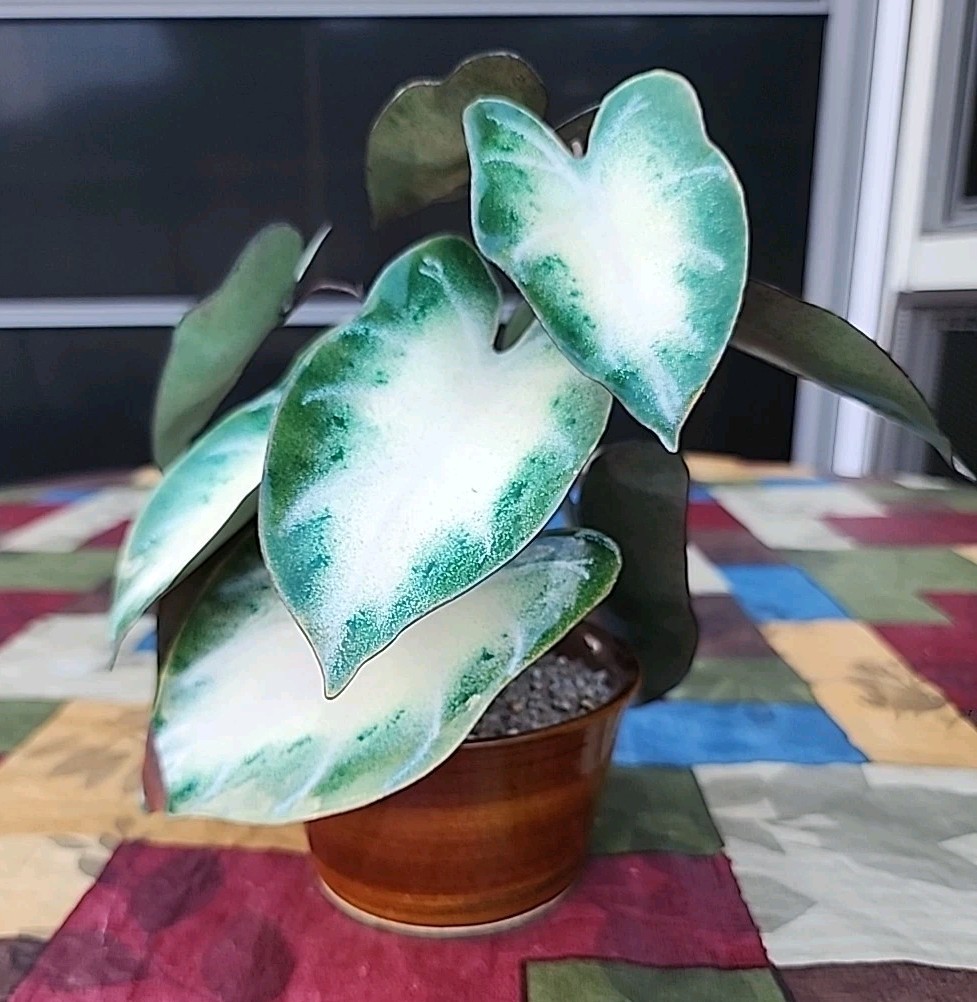 Vintage Enameled Metal Faux Variegated Alocasia Plant W Glazed Brown Pot *READ*