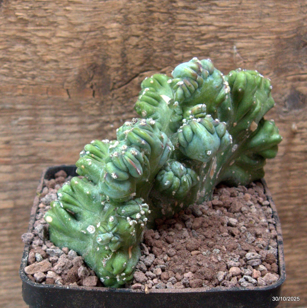 D7229 MYRTILLOCACTUS GEOMETRIZANS CRESTED pot10-H10-W14 cm MaMa Cactus