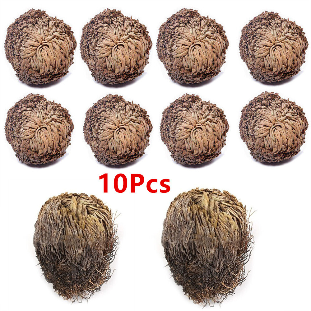 Rose of Jericho, 1-10 Packs- Resurrection Flower – Ferns – Live Plant Bulb Rose