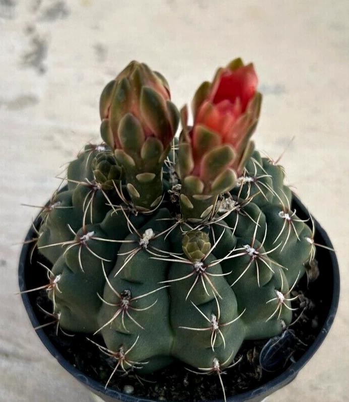 Gymnocalycium baldianum Chin Cactus Cactus Cacti Succulent Real Live Plant